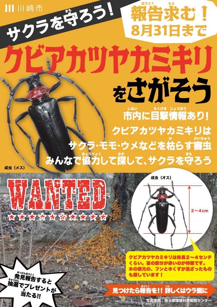 クビアカツヤカミキリをさがそう チラシ(表)