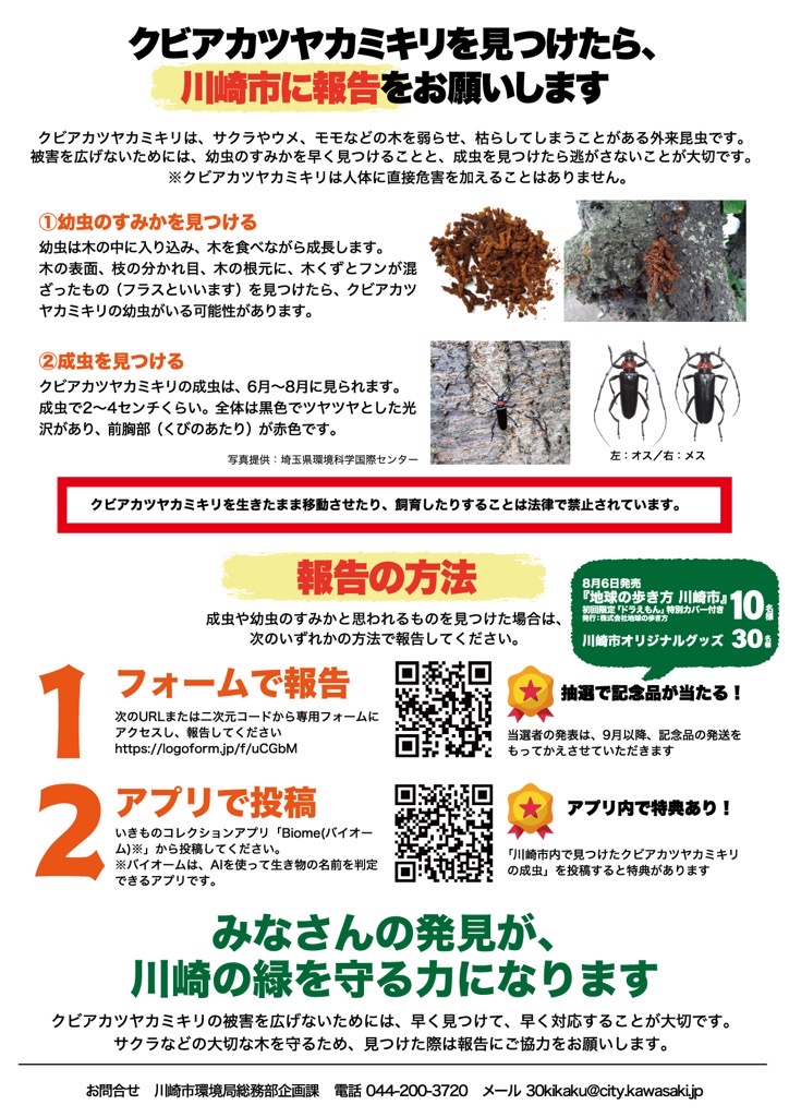 クビアカツヤカミキリをさがそう チラシ(裏)