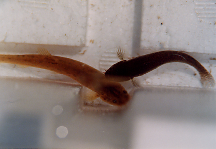 ホトケドジョウ