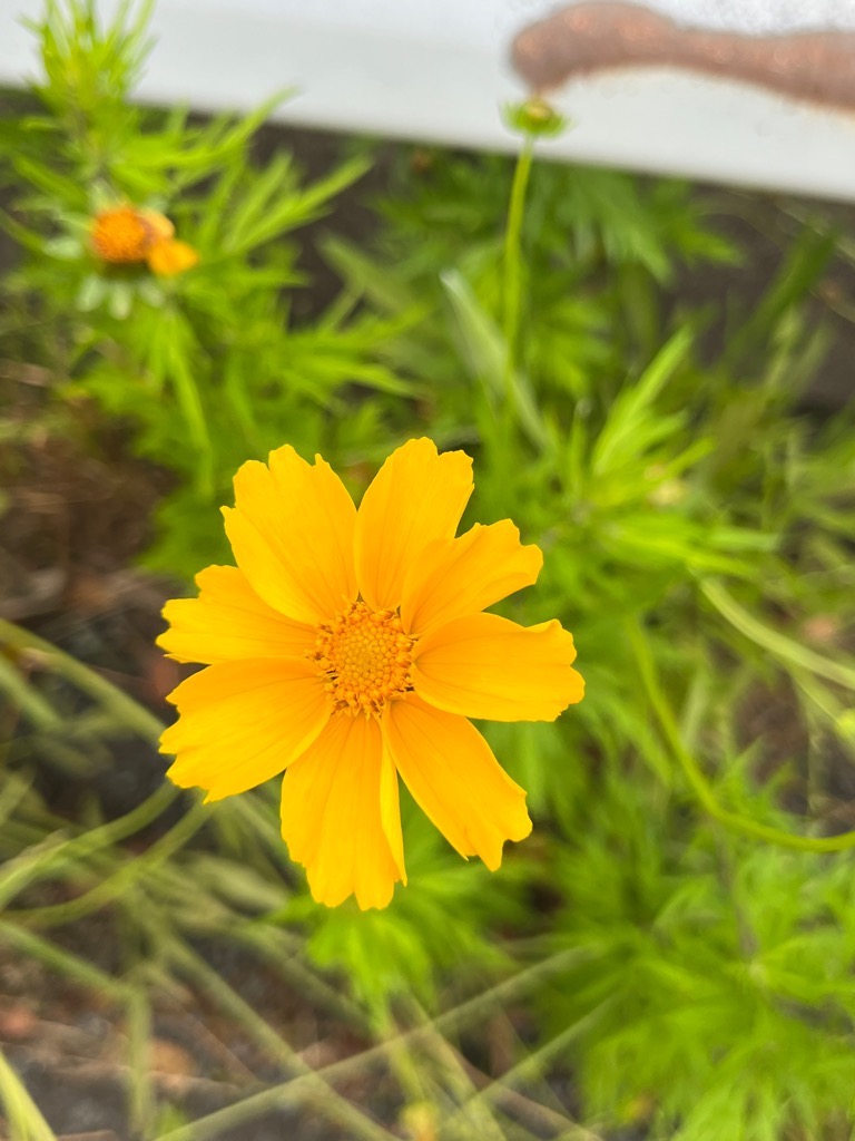 オオキンケイギクの花