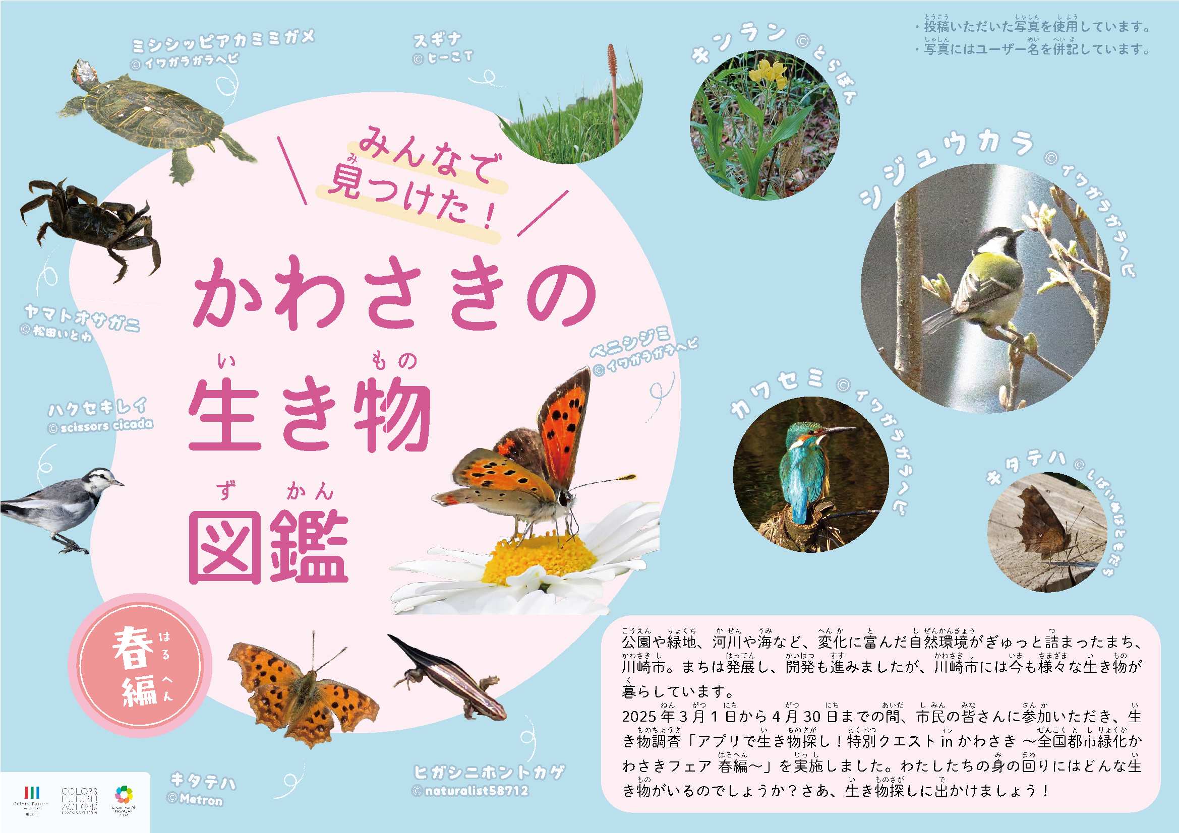 みんなで見つけた! かわさきの生き物図鑑 春編 表紙