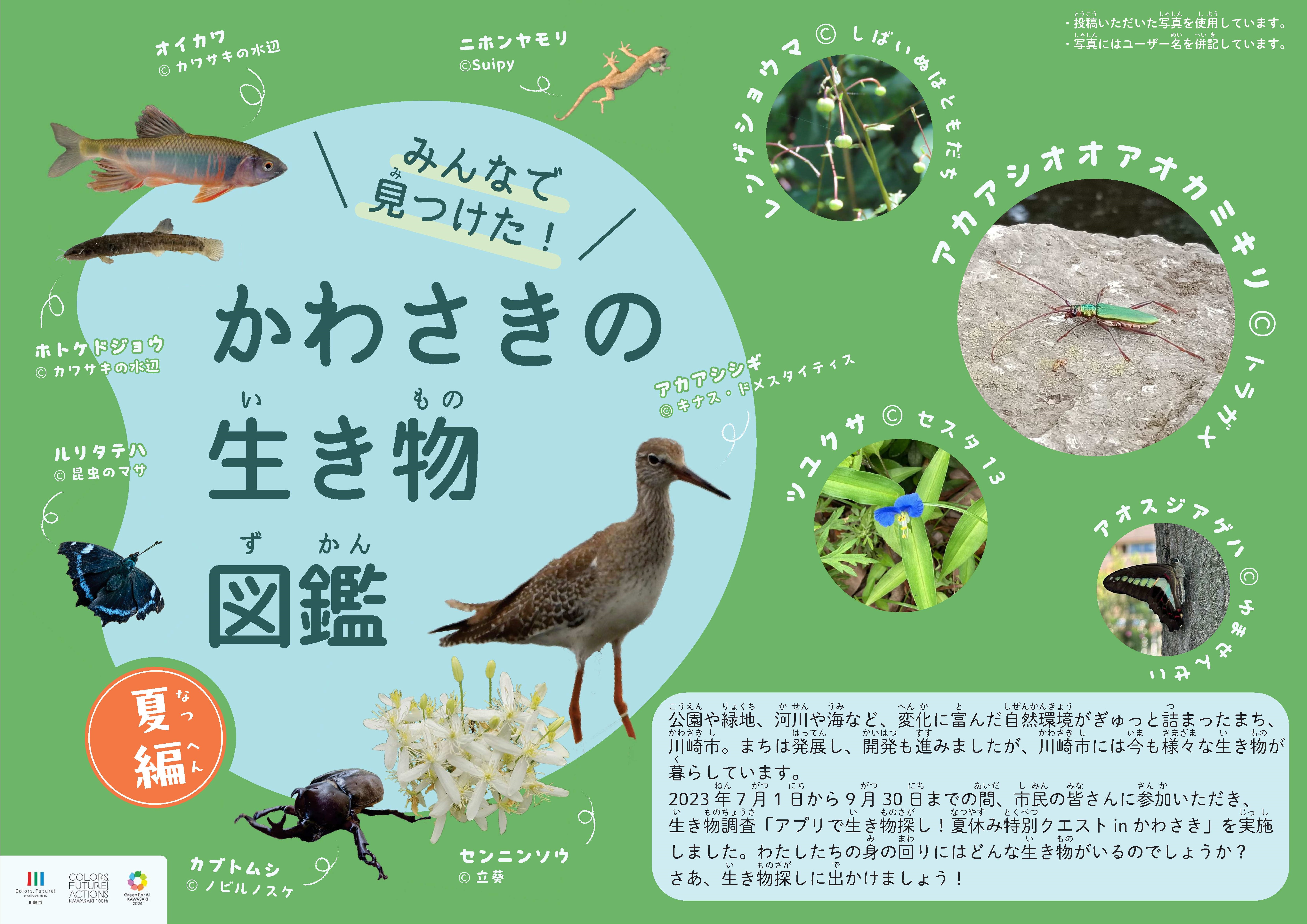 みんなで見つけた! かわさきの生き物図鑑 夏編 表紙