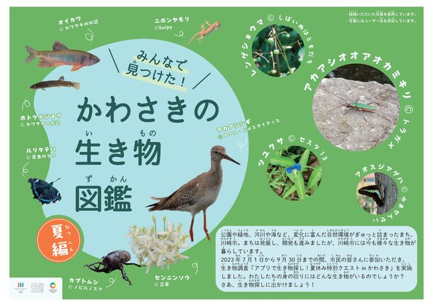 図鑑の表紙(夏編)