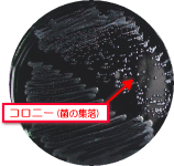 カンピロバクターのコロニー(菌の集落)