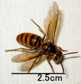 キイロスズメバチの写真