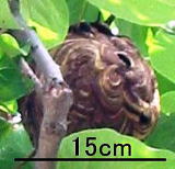 スズメバチの巣（中型）の写真