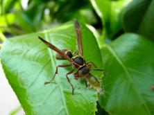 チャドクガを食べるコアシナガバチ