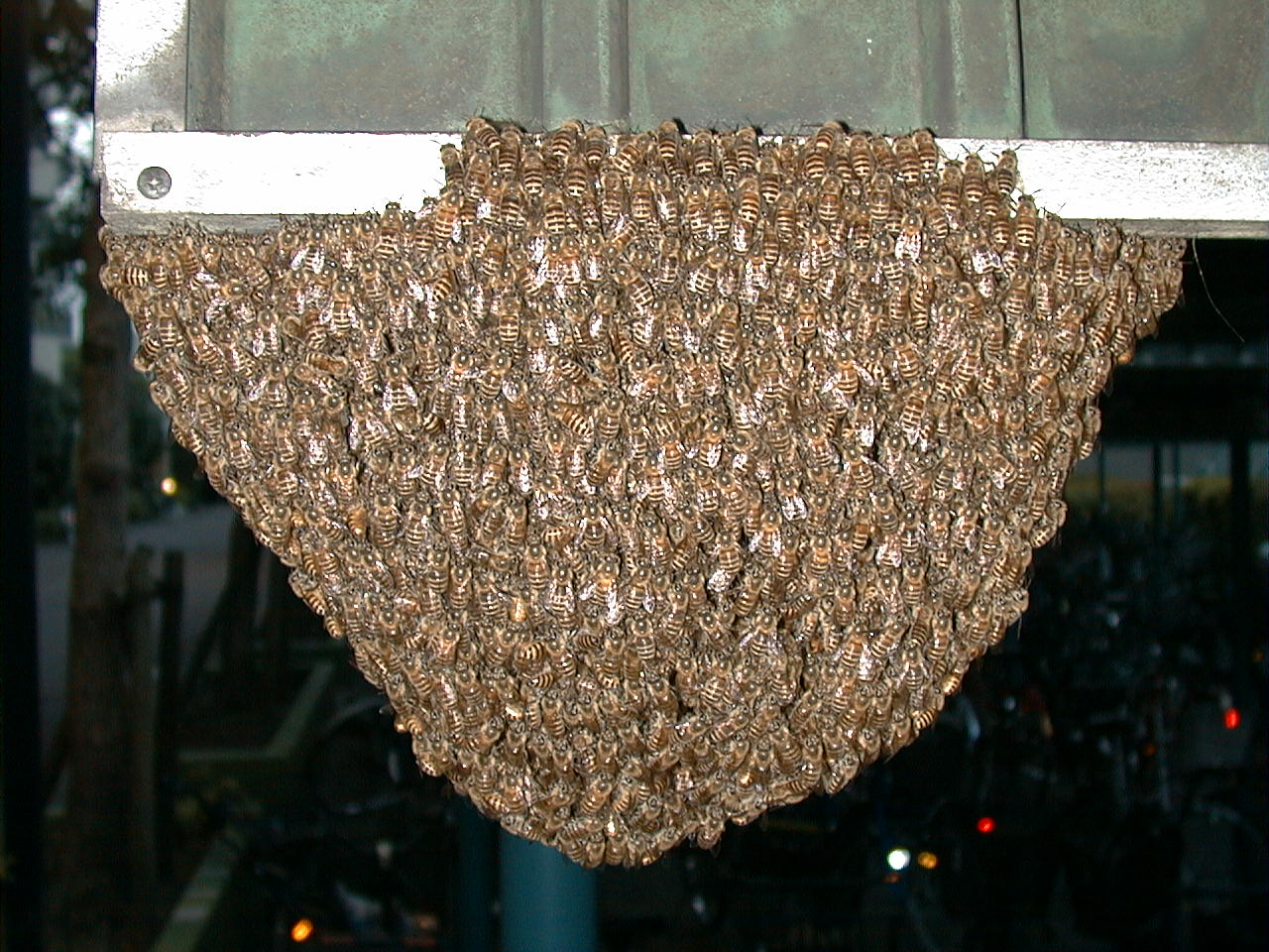 ミツバチの分蜂写真