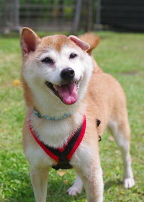 犬の写真