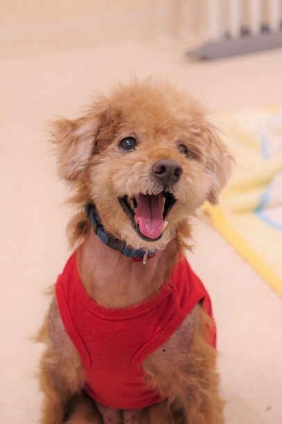 犬の写真