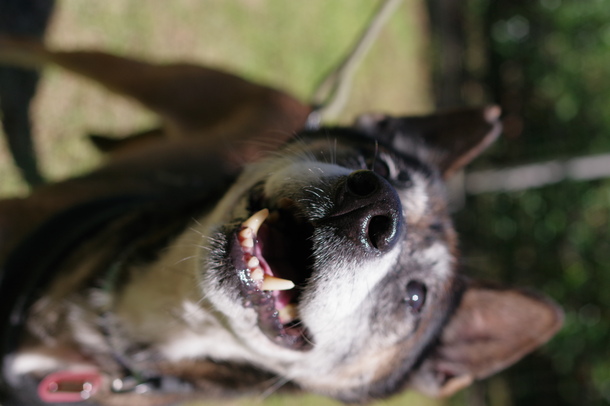 犬の写真