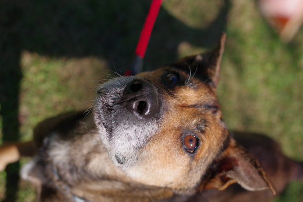 犬の写真