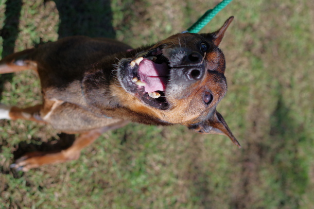 犬の写真
