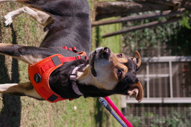 犬の写真