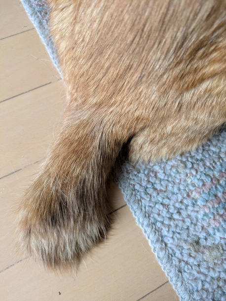 茶トラ4