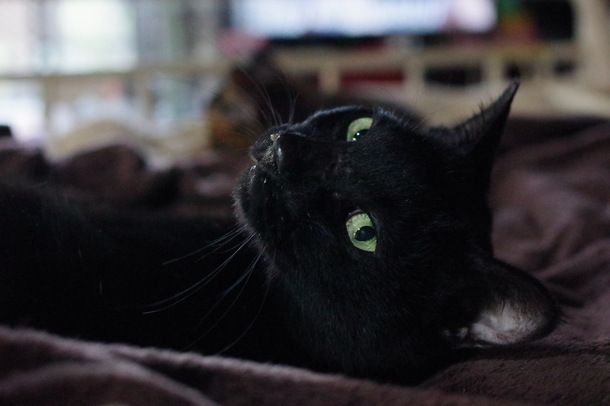 黒い猫2