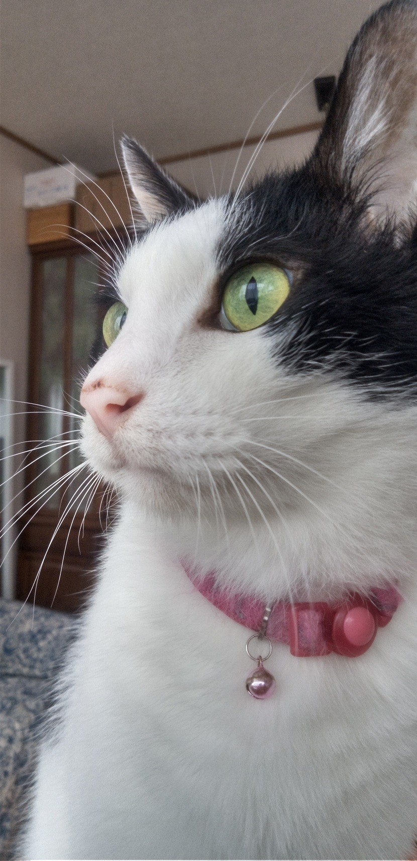 猫の写真2