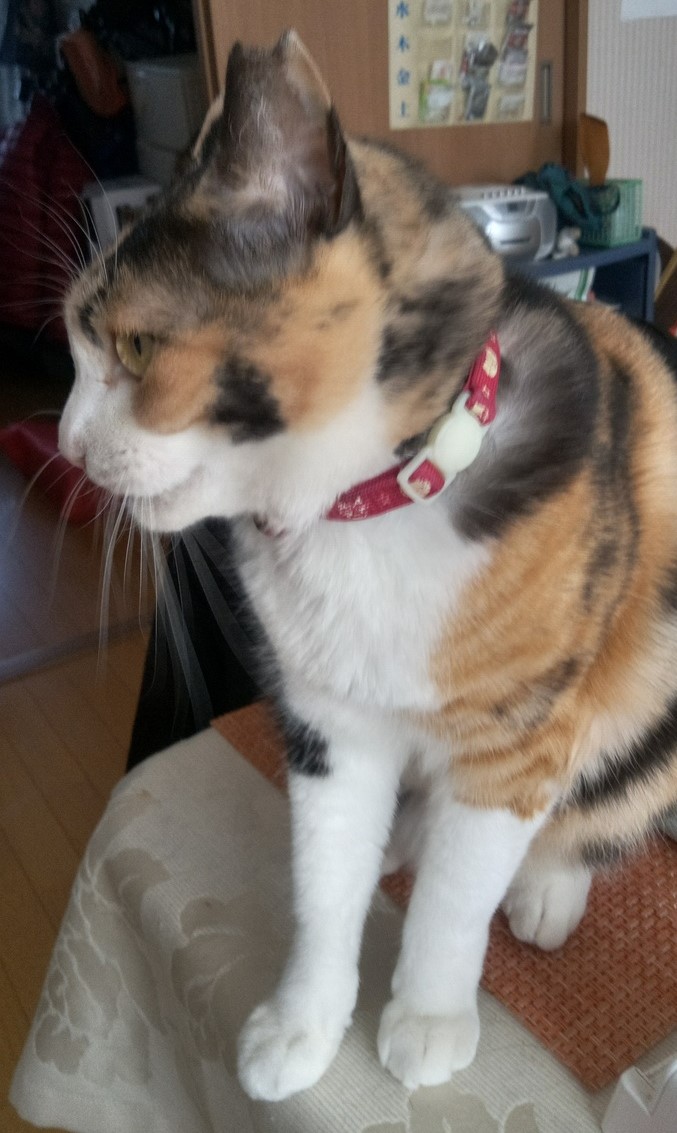 猫の写真3