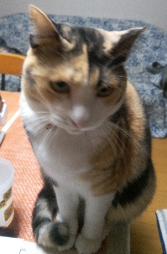 猫の写真2