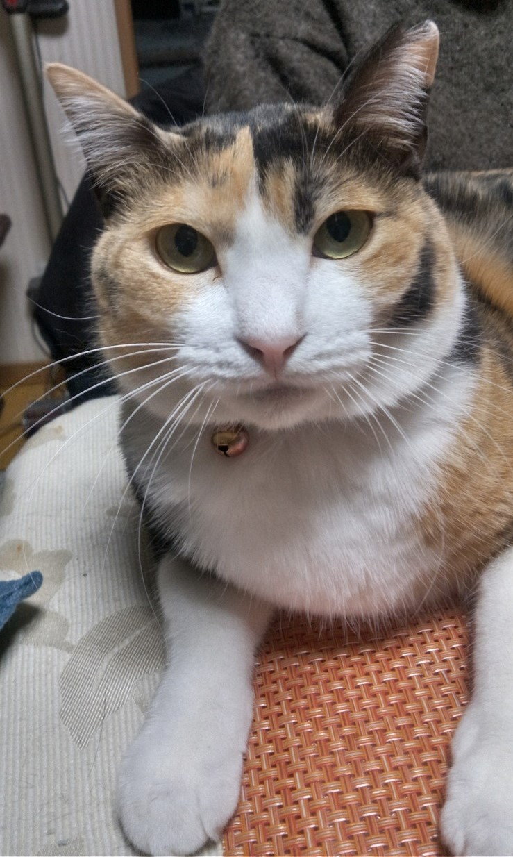猫の写真1