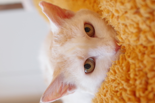 猫写真