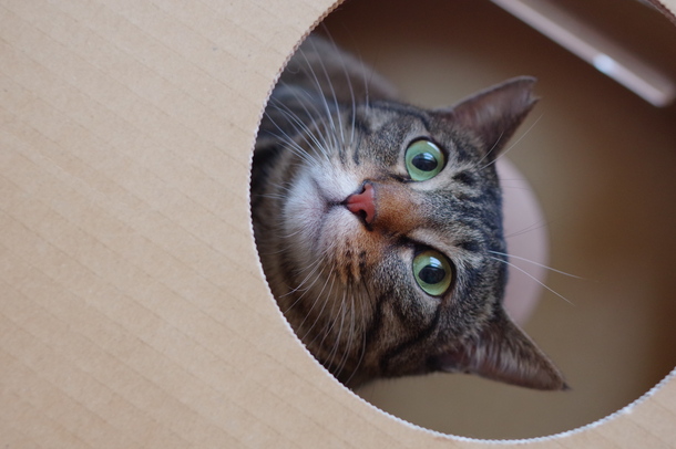 猫写真