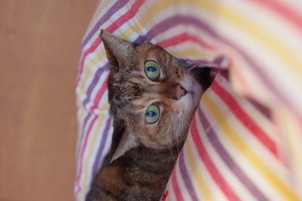 猫写真