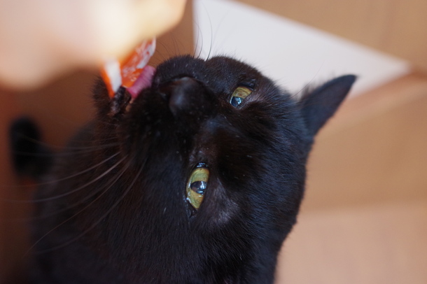 猫写真