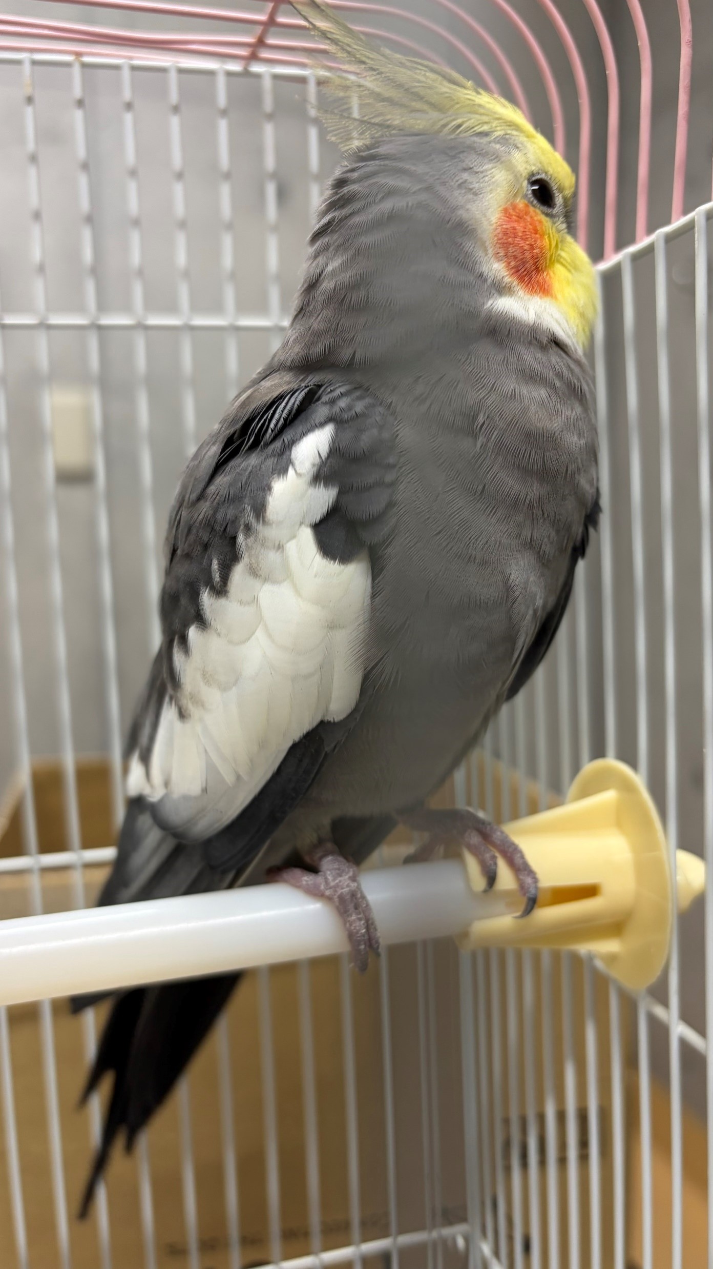 オカメインコの写真1