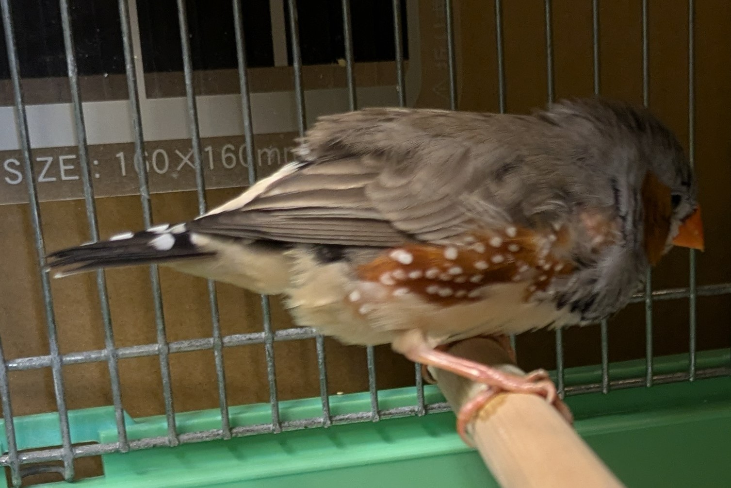 キンカチョウの写真2