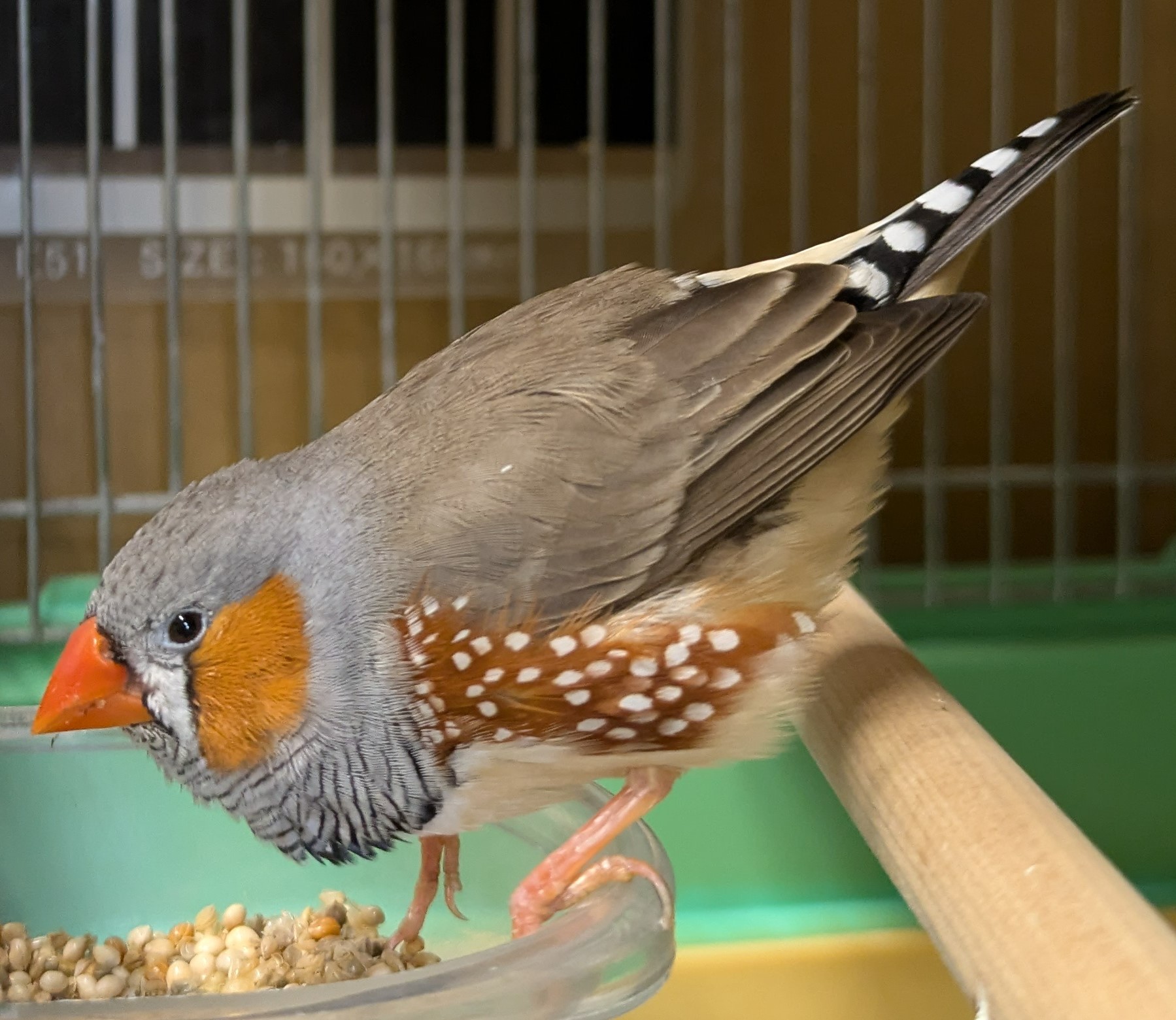 キンカチョウの写真1
