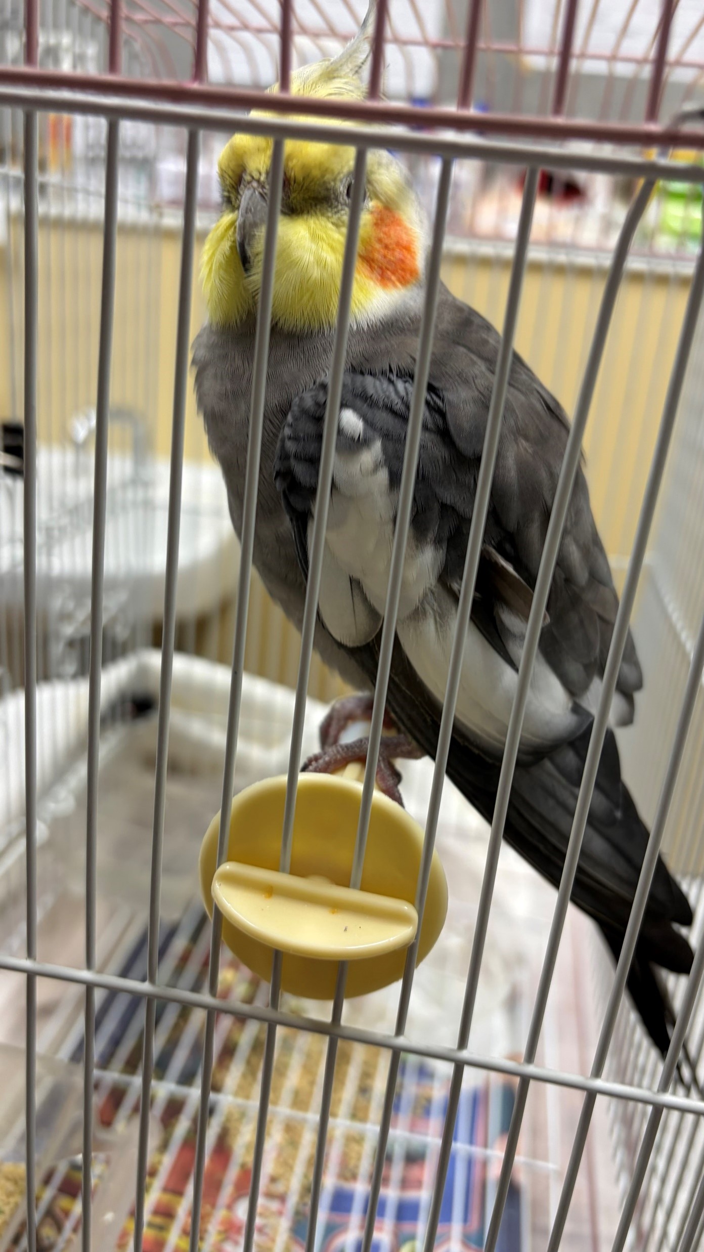 オカメインコの写真2