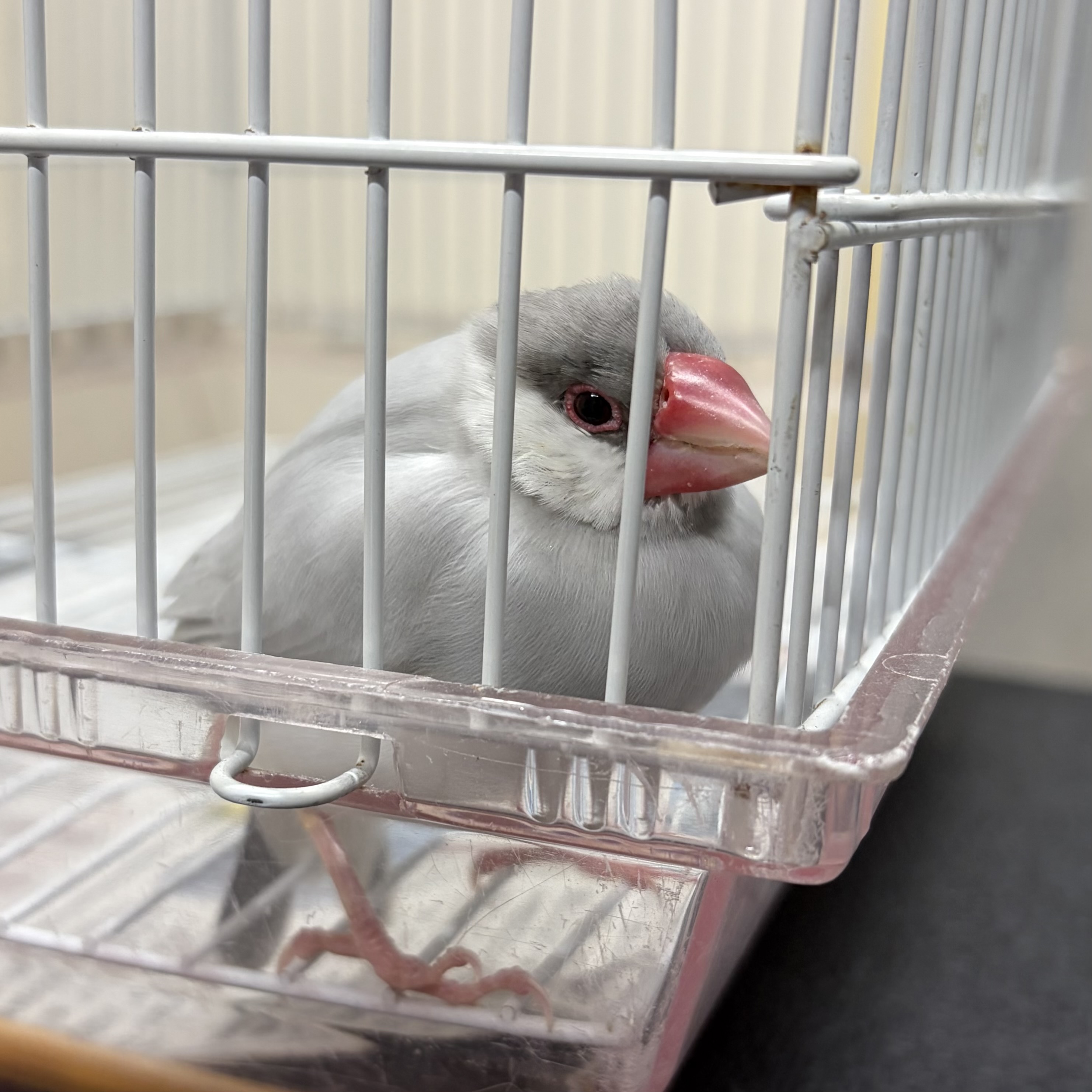 文鳥の写真1