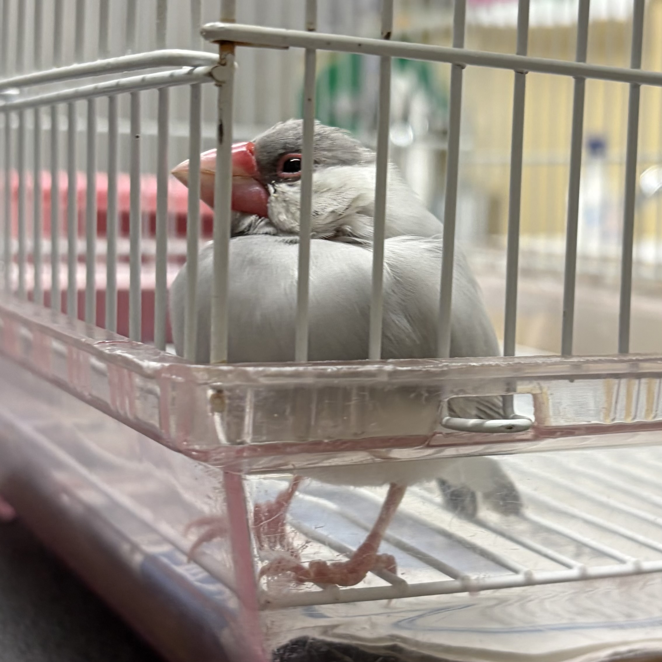 文鳥の写真2