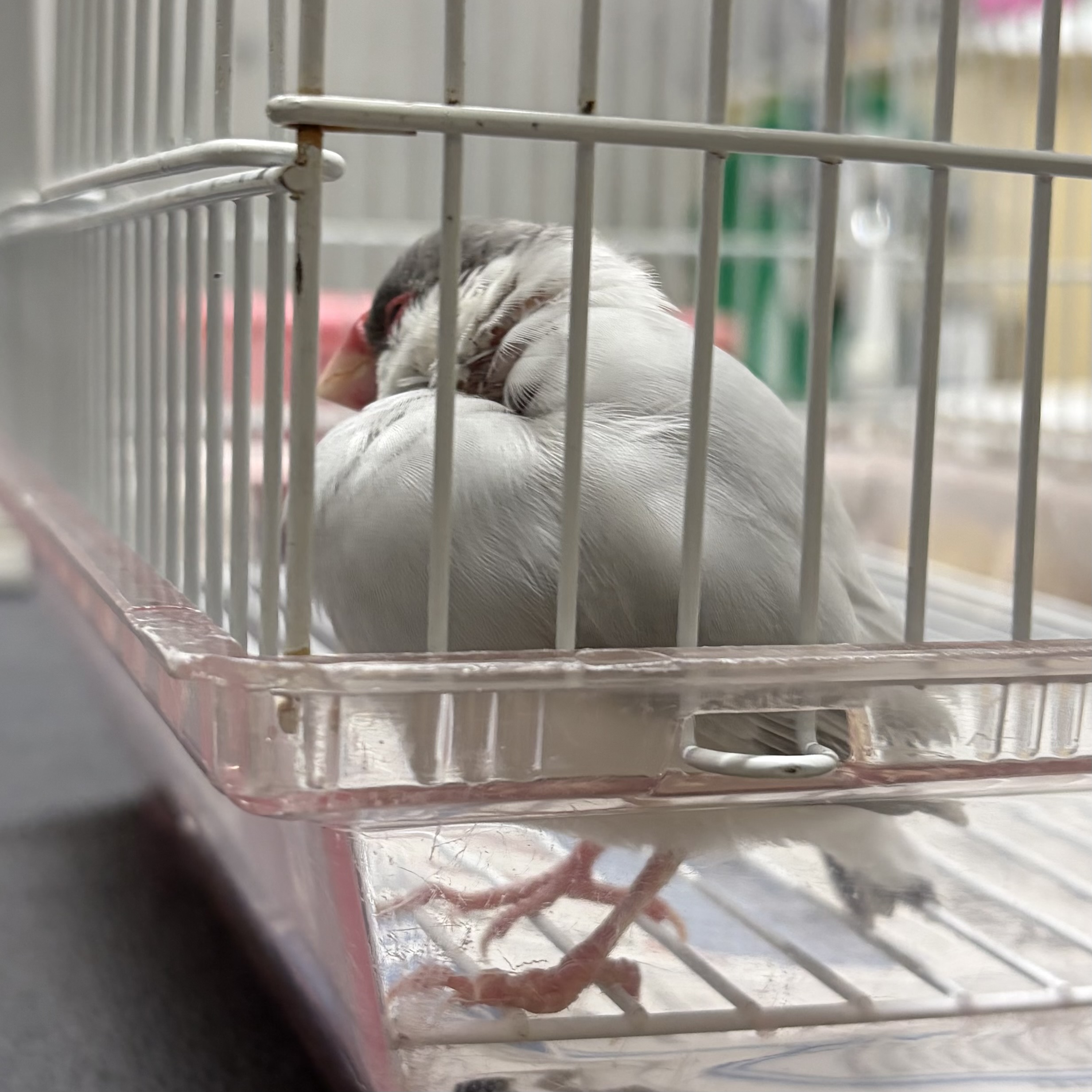 文鳥の写真3