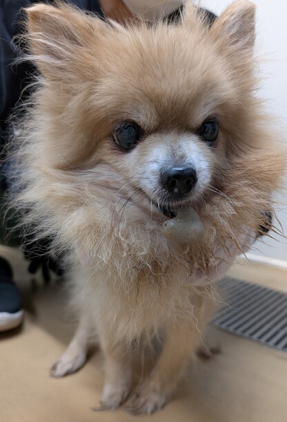 犬1