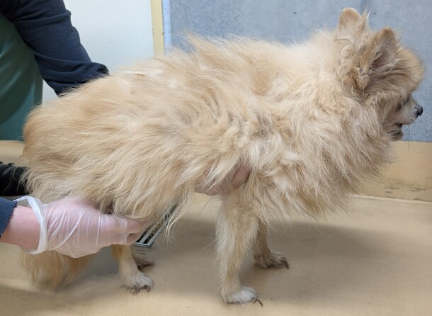 犬2