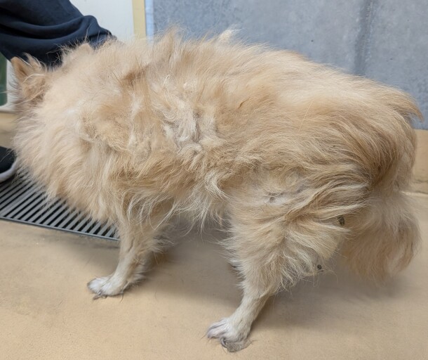犬3
