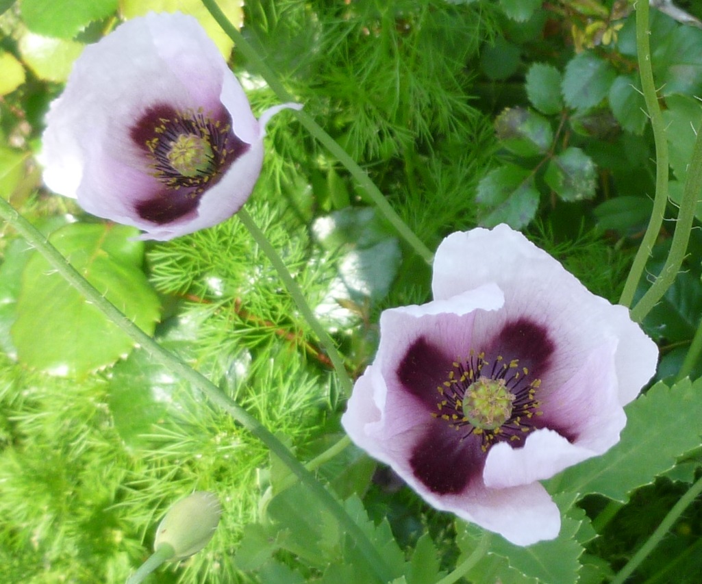 アツミゲシの花の写真