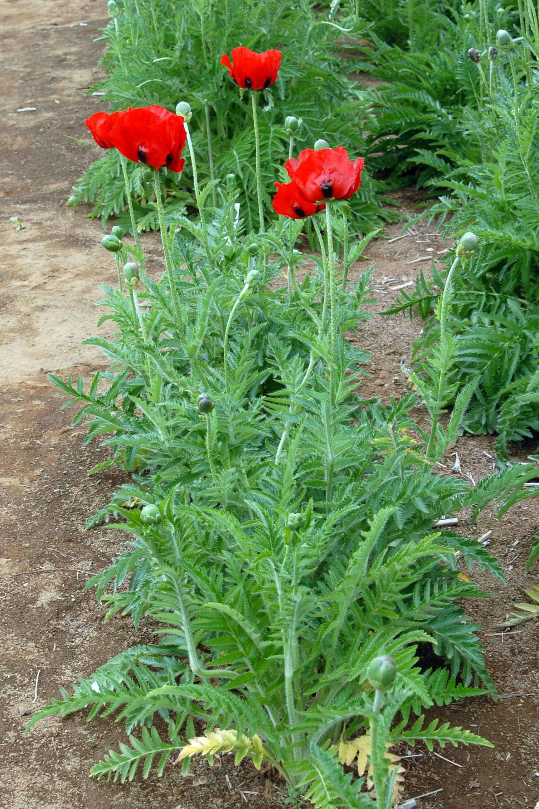 花 自生 の ケシ