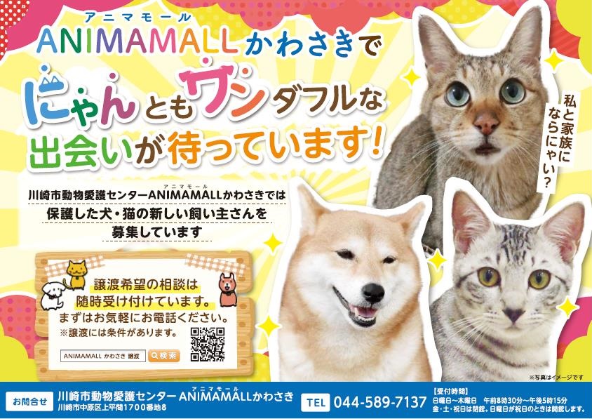 センター譲渡動物情報について