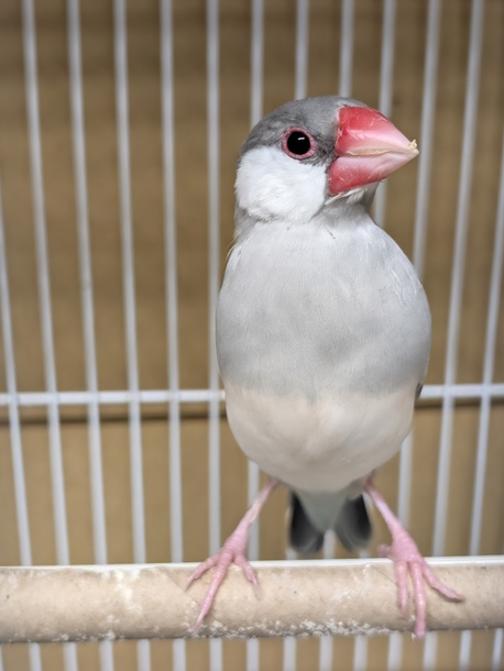 文鳥の画像