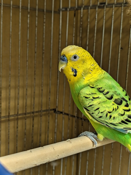 セキセイインコの画像