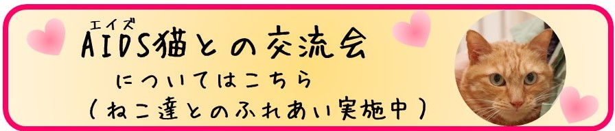 AIDS（エイズ）猫との交流会についてはこちら