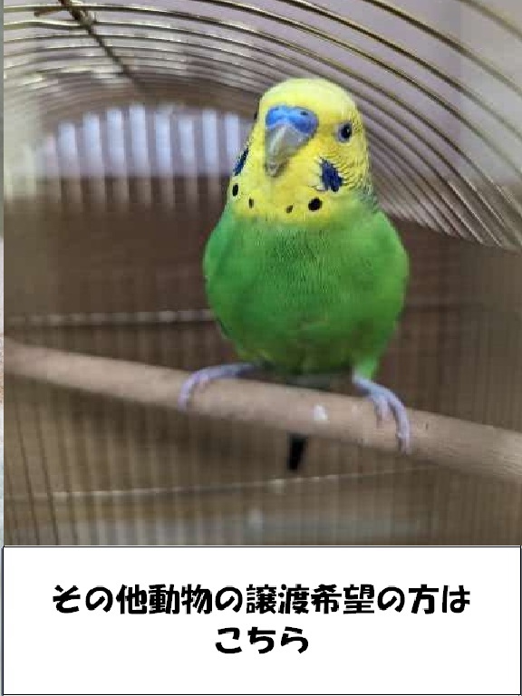 インコの写真