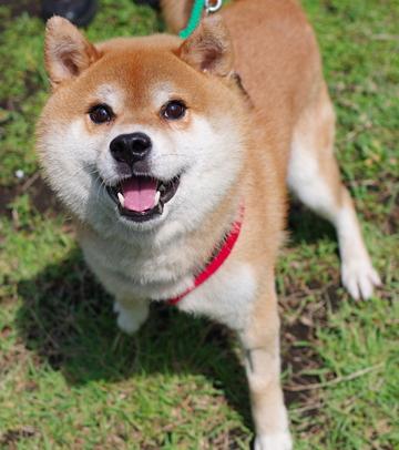 犬の画像1