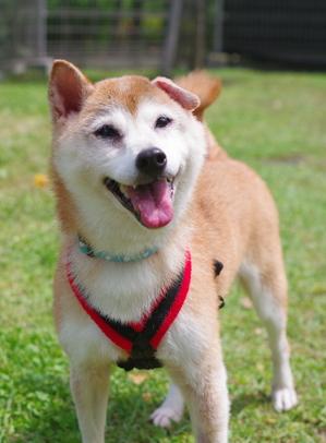 犬の画像1