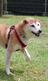 犬の画像3