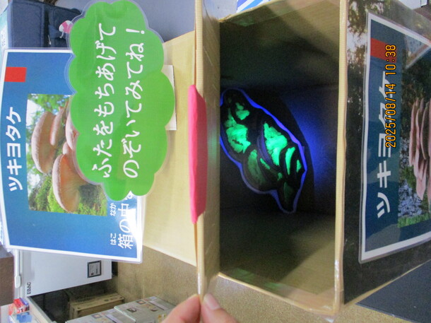 ツキヨタケの光っている写真