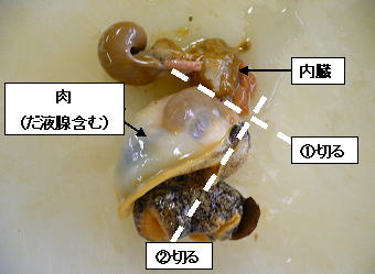 唾液腺の除去方法の写真2
